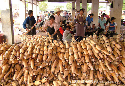 南寧市三七農(nóng)副產(chǎn)品購(gòu)銷部供應(yīng)橫縣連藕2級(jí)品 質(zhì)優(yōu)價(jià)廉的根莖佳品